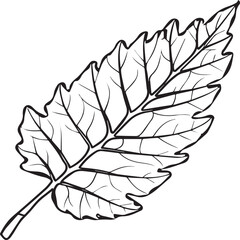 Leaf coloring pages. Leaf outline for coloring book