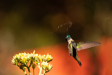 Beautiful Magnificent hummingbird (Talamanca hummingbird) in flight spraying nectar after feeding...