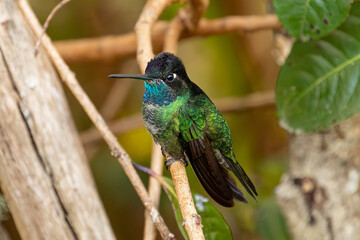 Beautiful Magnificent hummingbird (Talamanca hummingbird) perched on an attractive branch. The...