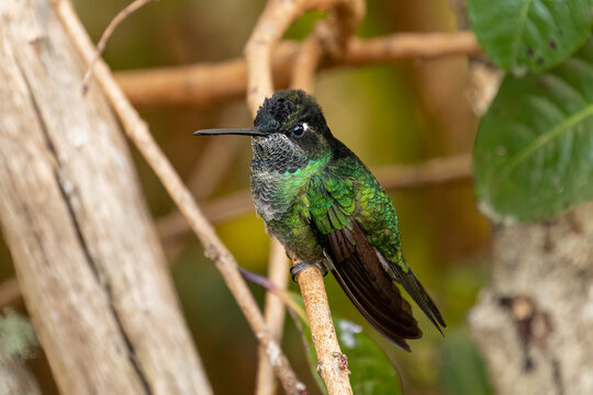 Beautiful Magnificent hummingbird (Talamanca hummingbird) perched on an attractive branch. The Talamanca hummingbird is endemic to Costa Rica.