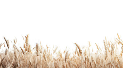 wheat as element in isolated white background