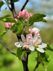 Obraz premium Blossom on a small tree