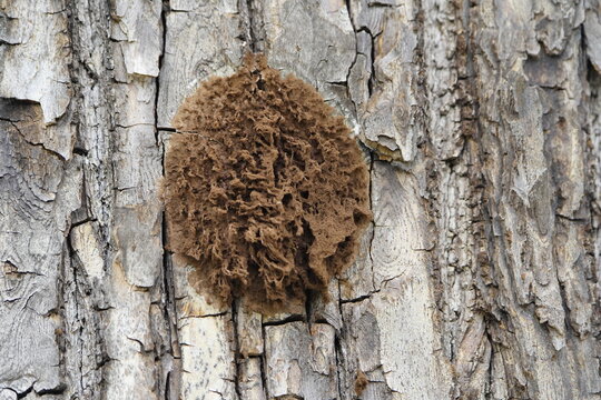 Aethalium of a slime mold (Fuligo septica). Hanover - Berggarten, Germany.