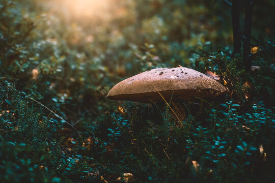 Sun comes for mushroom in the forest (Nikkaluokta - Sweden)