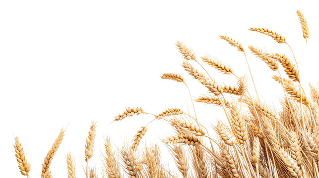 wheat as element in isolated white background