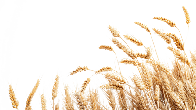 wheat as element in isolated white background