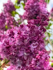 Pink buddleia with intoxicating fragrance