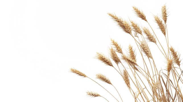 wheat as element in isolated white background
