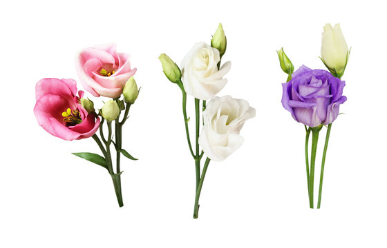 Set of pink, white and purple eustoma flowers isolated on white or transparent background