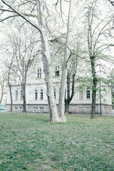 Obraz premium Trees in park in spring 