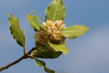 A flowering  branch of the bay laurel (Laurus nobilis)