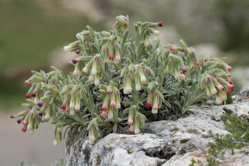 Red-white flowering rock onosma (Onosma alborosea) on a rock on Taurus Mountains in Mediterranean nature