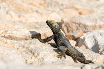 A starred agama (Laudakia stellio) sunbathing on a sea side rock 