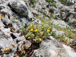 Southern bugle (Ajuga iva) on rocks. It is a perennial herb in the family Lamiaceae. They have a self-supporting growth form and simple, broad leaves. Individuals can grow to 5 cm.