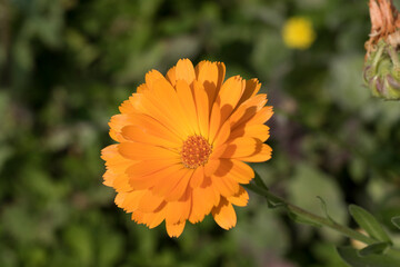 Orange marigold (Calendula officinalis) in spring time