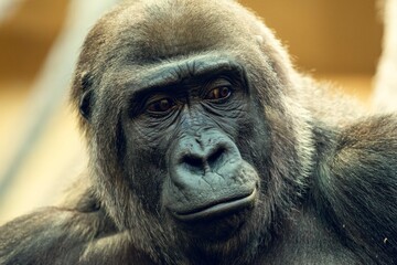 gorilla-close-portrait
