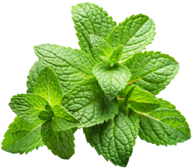 mint leaves isolated on white background