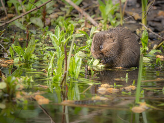 Water Vole eating green shoots on the water