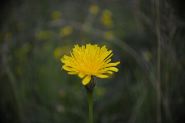 Blühende Blume