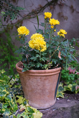 Maceta con flores amarillas en un jardín en primavera