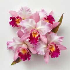 Cattleya orchids on white background