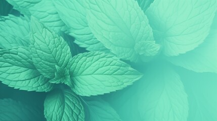 Close-up view of fresh green mint leaves highlighting their texture and details - obrazy, fototapety, plakaty