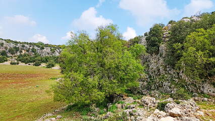 Fototapeta na wymiar A giant wild pistachio tree on Taurus Mountains in Mersin