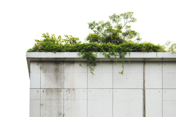 Concrete Wall with Overhanging Green Plants Isolated on White