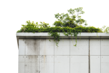 Concrete Wall with Overhanging Green Plants Isolated on White