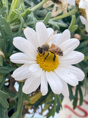 daisy flower with bee collecting nectar