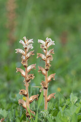 Bean broomrape (Orobanche crenata) in a meadow in coastal zone of Eastern Meditrranean Sea region