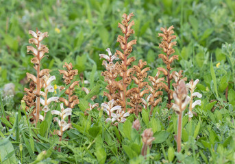 Bean broomrape (Orobanche crenata) in a meadow in coastal zone of Eastern Meditrranean Sea region