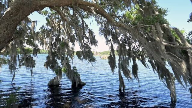 Spanish Moss in tree by lake