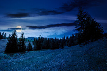 coniferous forest on the grassy hills and meadows of the carpathian countryside at night. mountainous landscape with snow capped tops in full moon light - 784601797