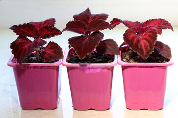 three red coleus planted from seeds growing in plastic cups