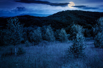 deciduous trees on a grassy meadow at night. magical carpathian landscape in full moon light