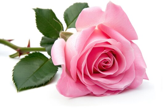 Flower Rose. Pink Vintage Roses on White Background for Valentine's Day