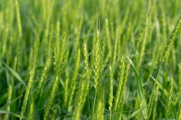 Tuinposter 麦畑 © naka