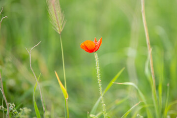 Wild poppy flower on the green field in rural Greece at sunset - 784602750