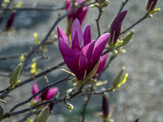 magnolia tree blossom © Laurence