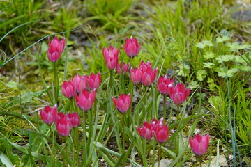 The mountain tulip (Tulipa montana Lindl., syn.: Tulipa wilsoniana Hoog) is a species of plant from the genus Tulip (Tulipa) in the lily family (Liliaceae). Hanover – Berggarten, Germany. - obrazy, fototapety, plakaty
