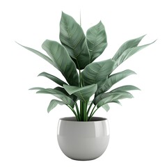 Lush Domestic Greenery in Minimalist Pot with Transparent Background