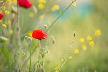 Wild poppy flower on the green field in rural Greece at sunset