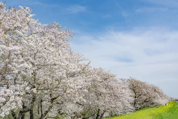 Kussenhoes 桜 © naka