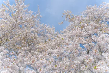 Fotobehang 桜 © naka