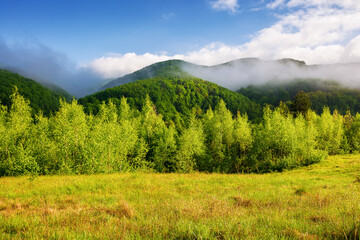 scenery of carpathian countryside with green meadow in spring. mountainous landscape of ukraine with forested rolling hills on a foggy morning. warm sunny weather with clouds on the sky - 784604712