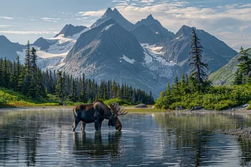 A moose is seen bending down to drink water from a lake in the mountains