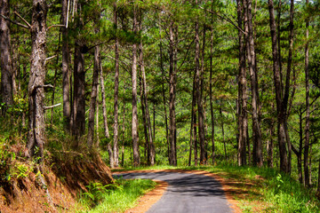 Beautiful Landscape With A Road Through Pine Forest In Da Lat, Vietnam.