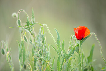 Wild poppy flower on the green field in rural Greece at sunset - 784605188