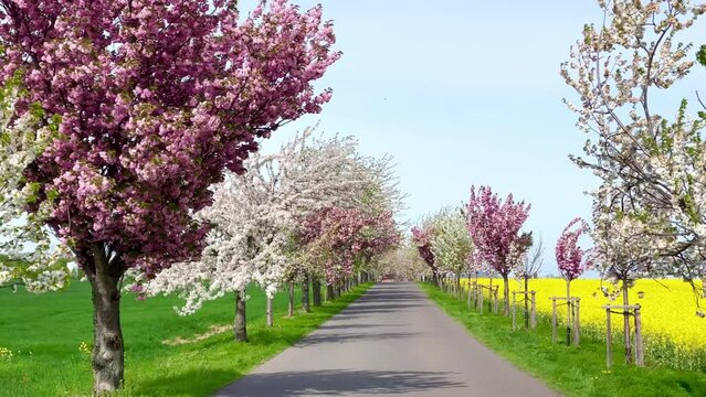 nature in spring with pink and white blooming trees in an alley